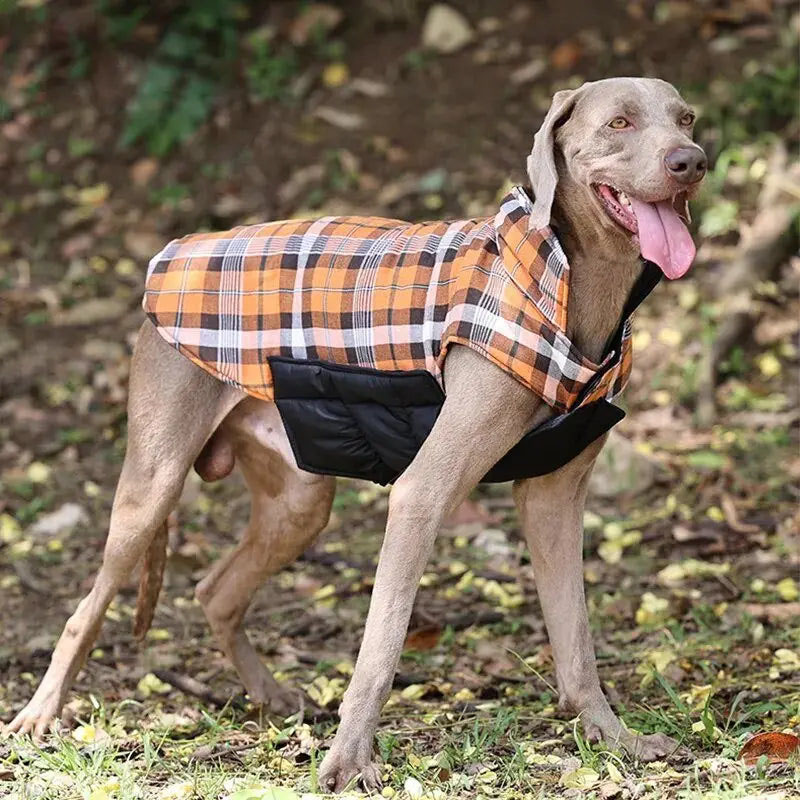 dog coat