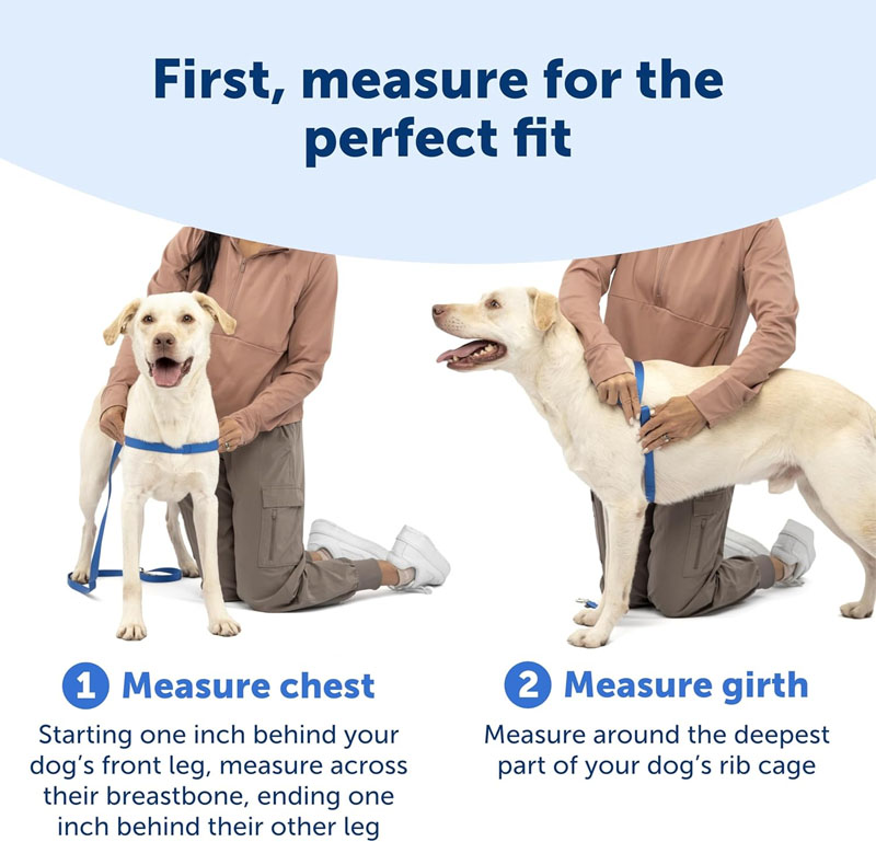 Dog Harness