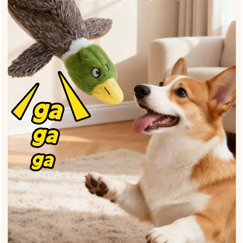 dog toy