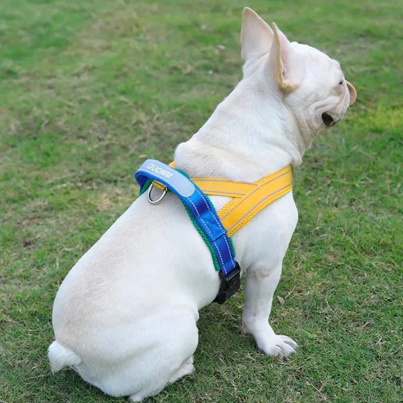 dog toys