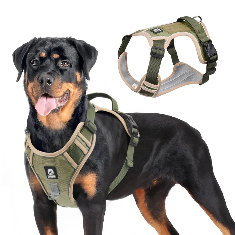 dog coats