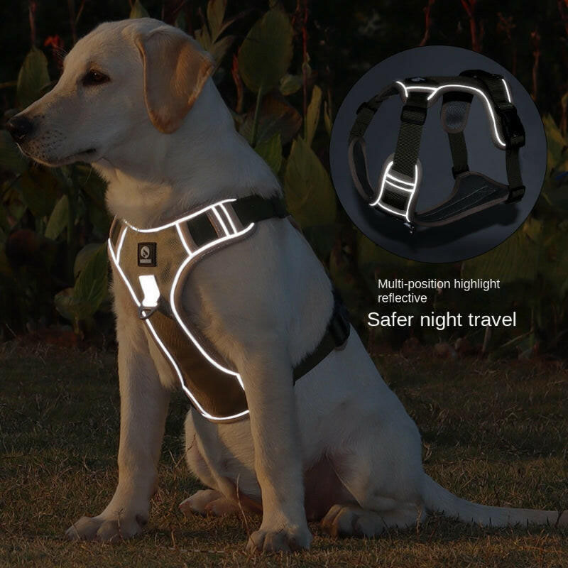 dog coats